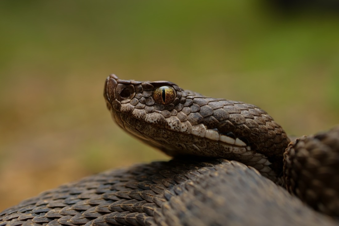 Cabeza de víbora de perfil