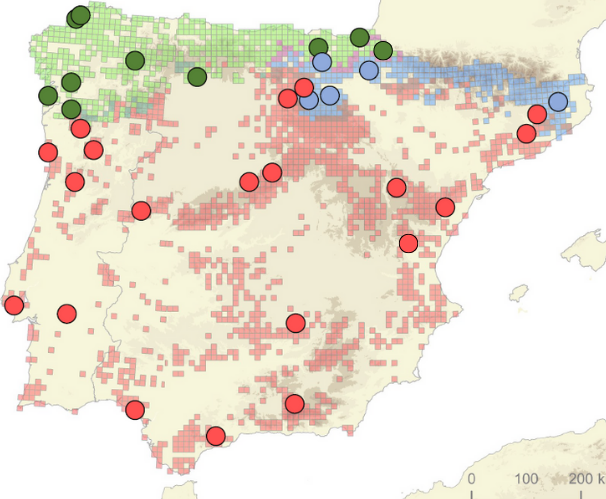 Mapa de distribución de las víboras ibéricas en la Península Ibérica, con poblaciones monitorizadas de V. seoanei (verde), V. aspis (azul) y V. latastei (rojo)