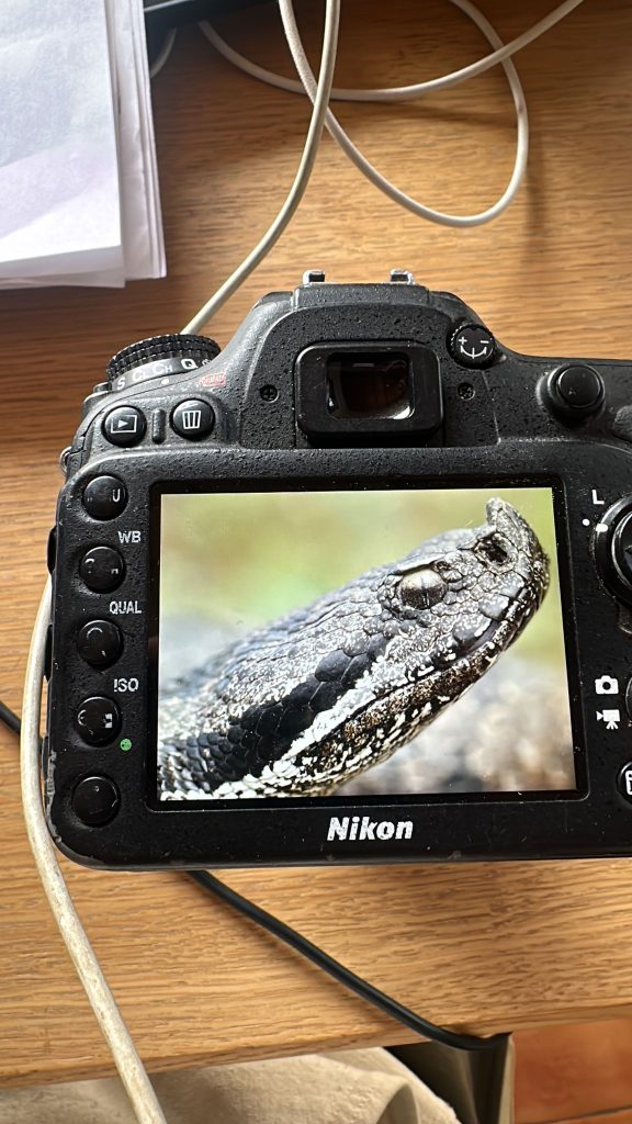 Observación de víbora en la naturaleza