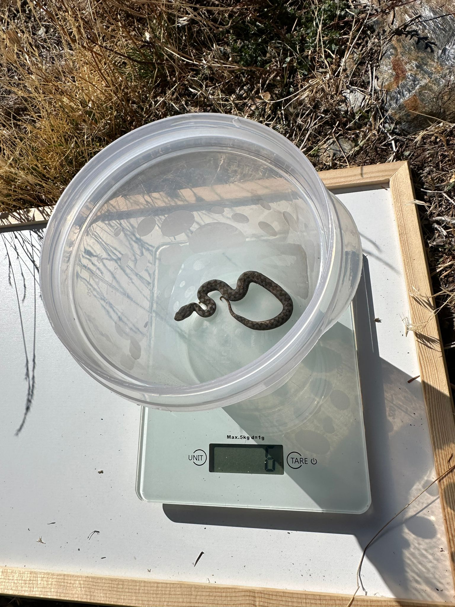 Trabajo de campo de la red