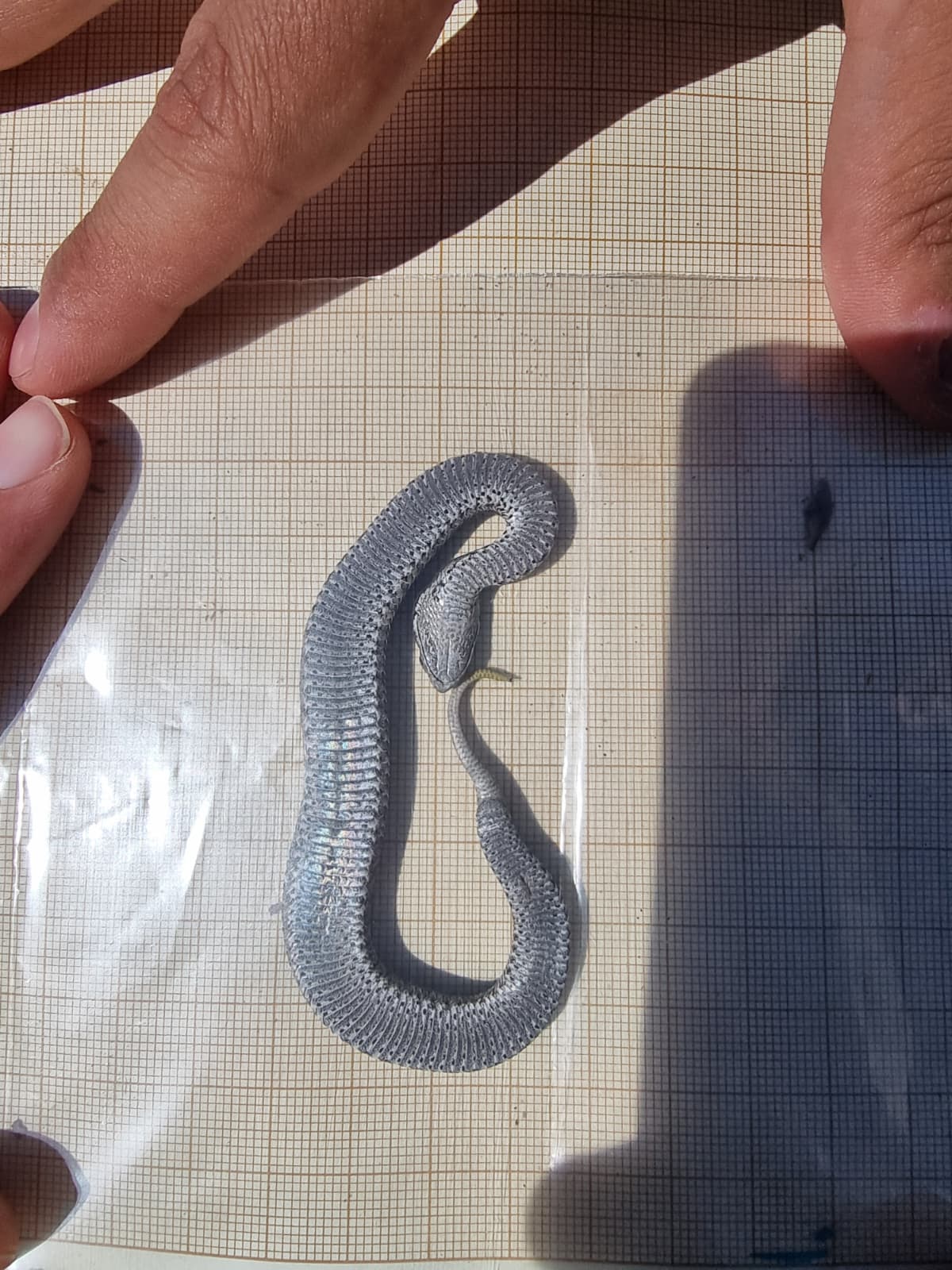 Trabajo de campo de la red