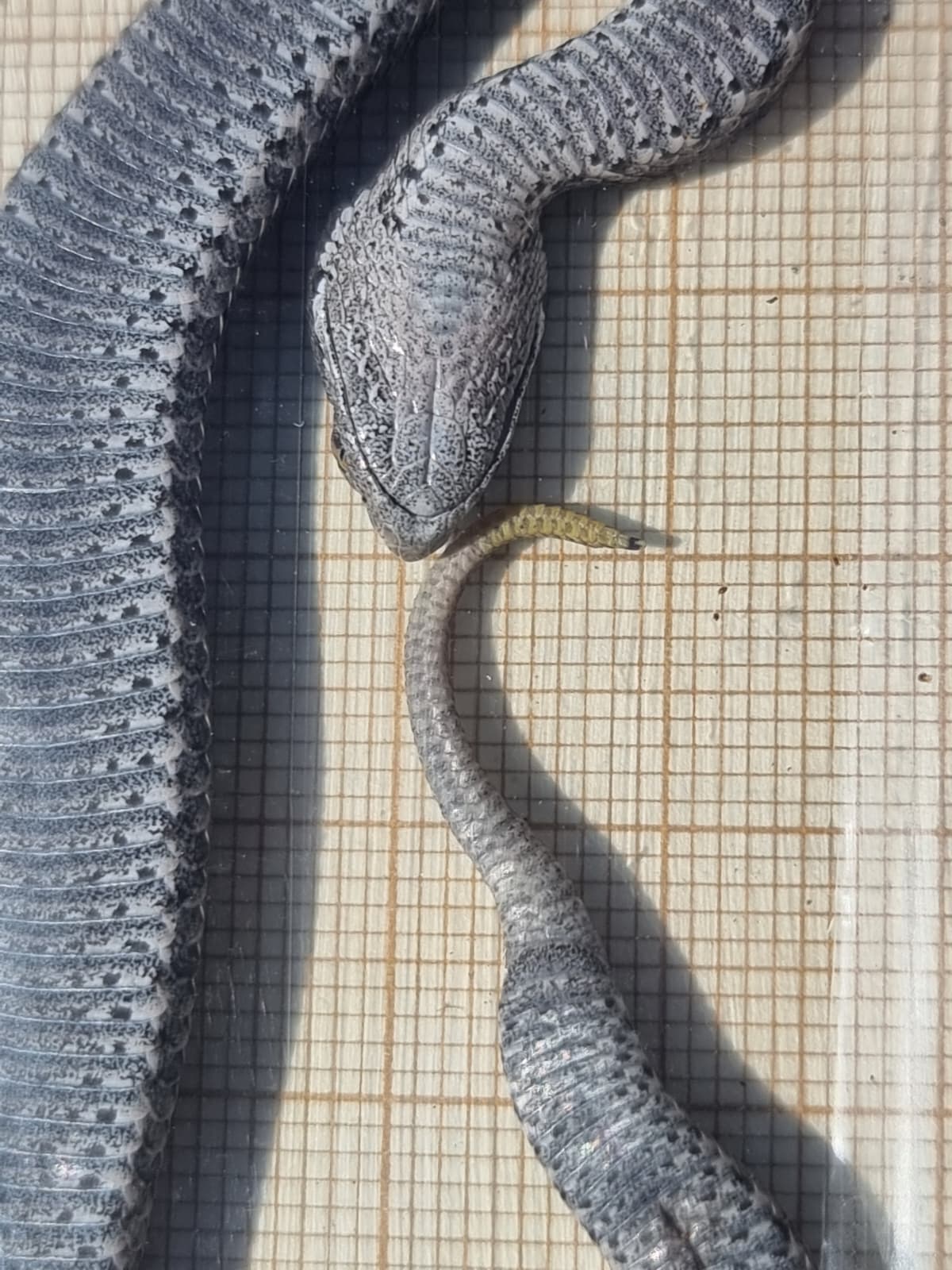 Trabajo de campo de la red