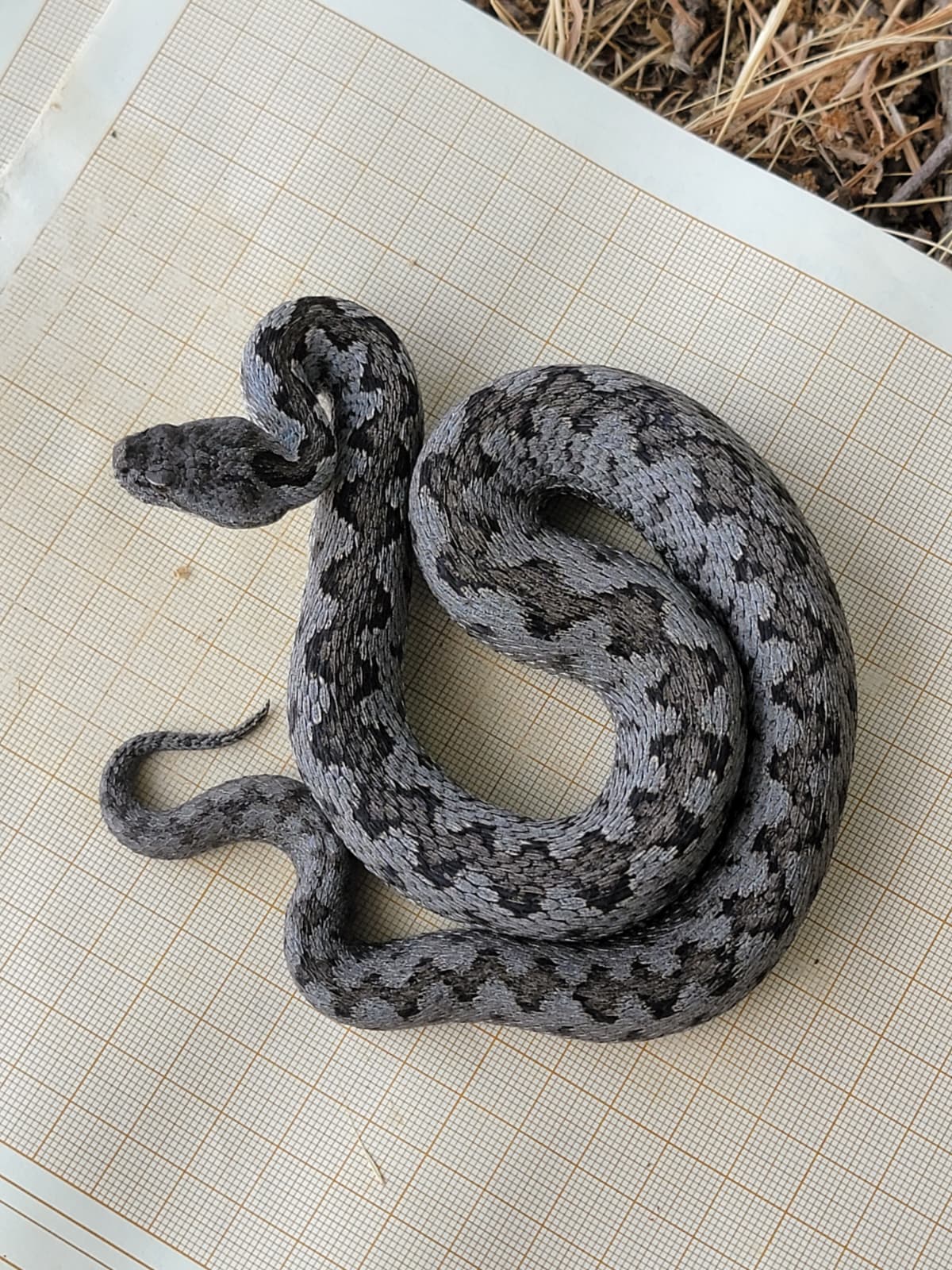 Trabajo de campo de la red