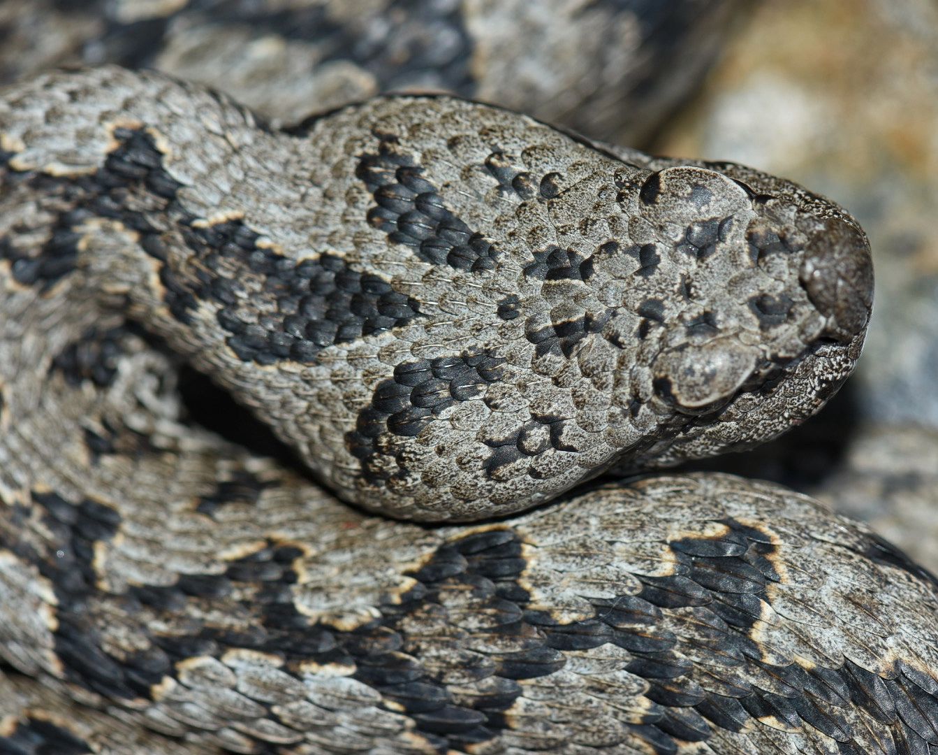 Detalle de la cabeza de una víbora