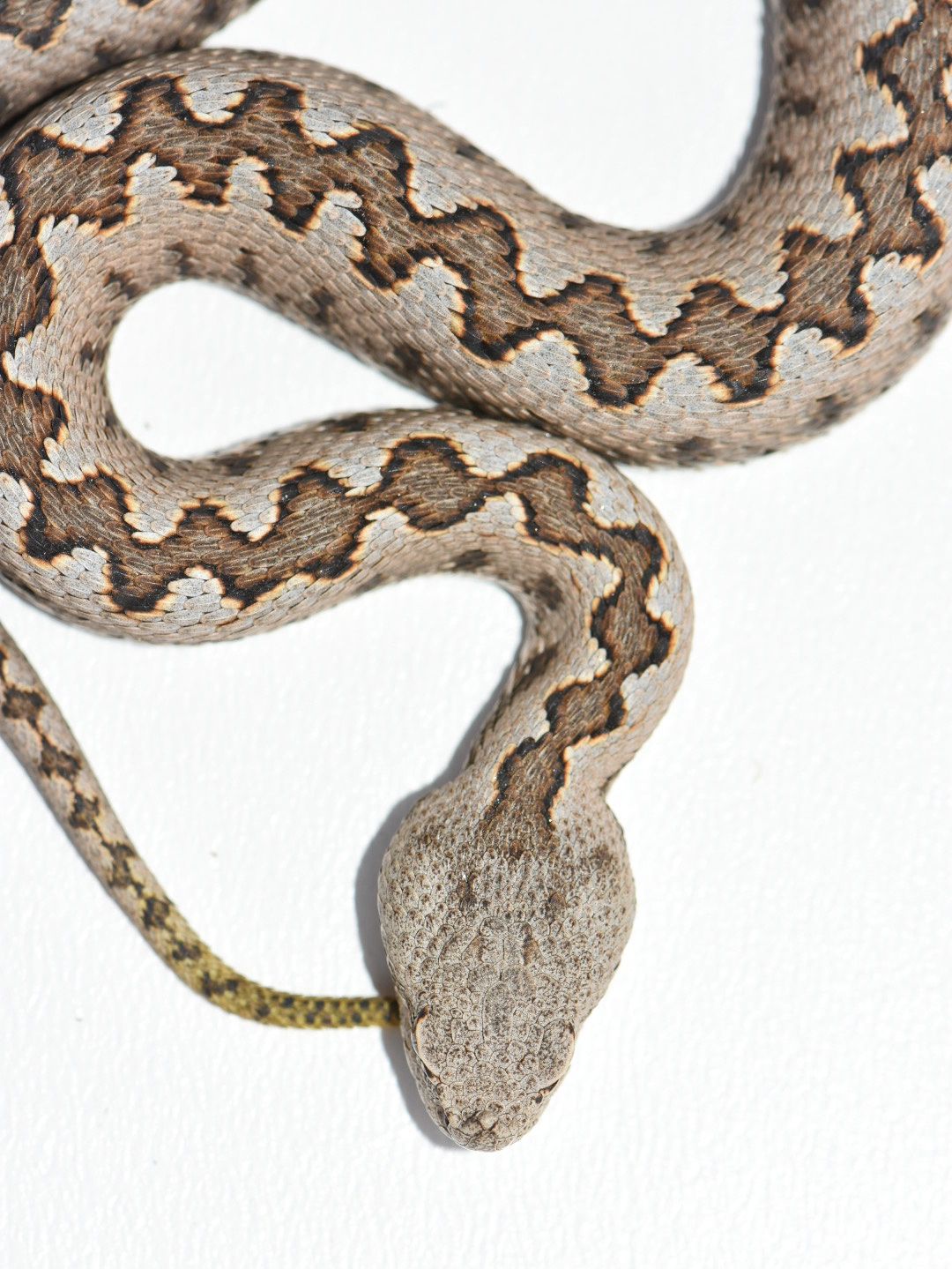 Víbora — patrón en zigzag